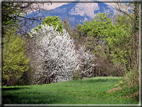 foto Ciliegi in fiore tra i Colli Asolani